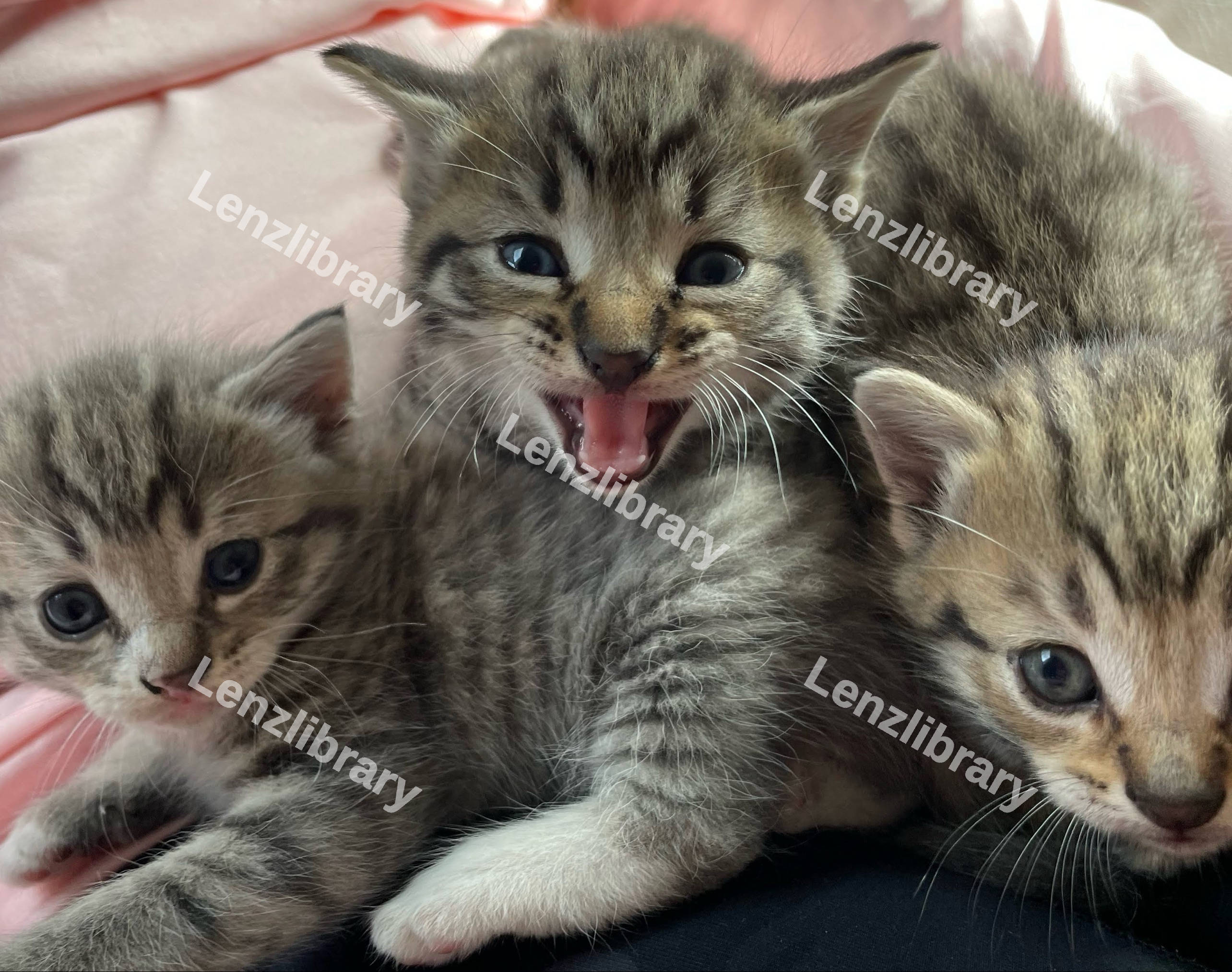 3 Kittens